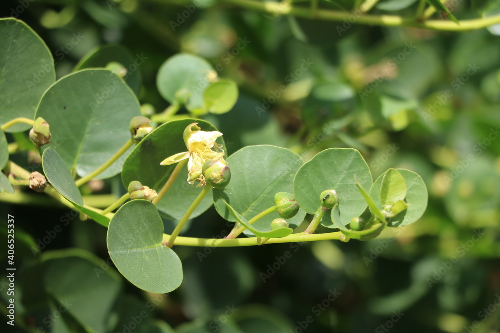 Buds and flowers of capparis spinosa, Malta