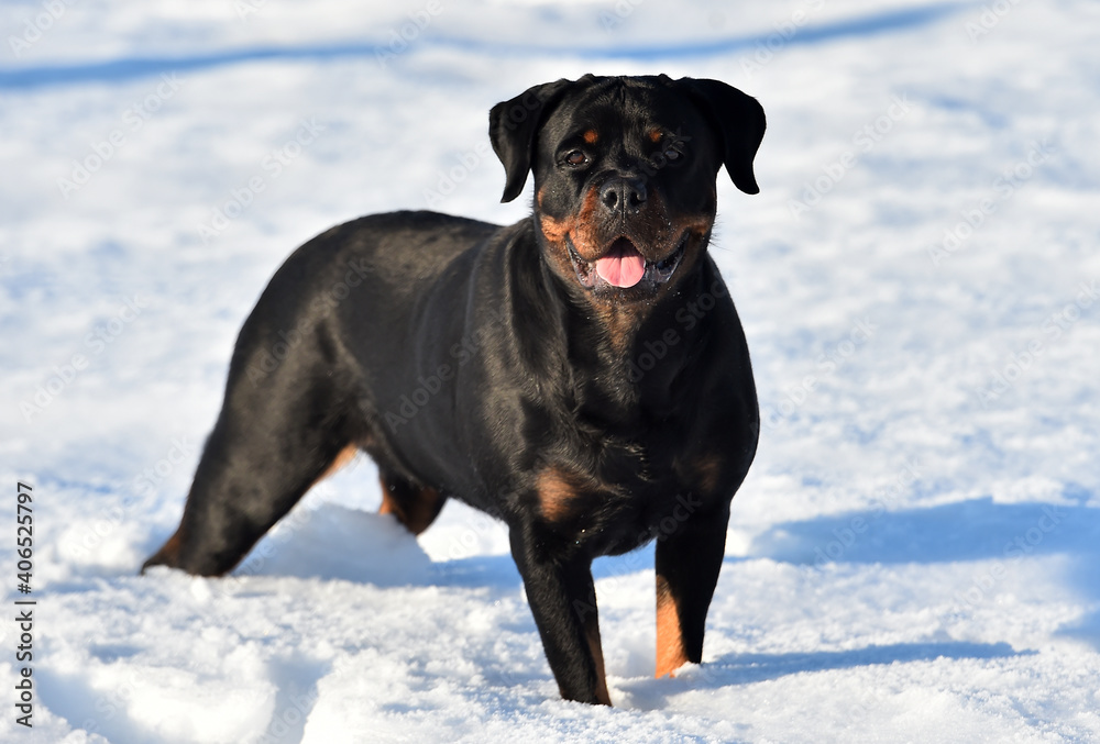 un serio perro rottweiler