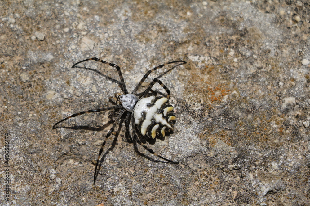 Fototapeta premium Spider argiope trifasciata, Malta