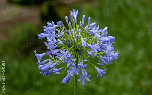 Portão, Rio Grande do Sul, Brazil, January 2021. Agapanthus (African Lily), a plant native to Southern Africa with its blue flowers and green stem highlighted in a beautiful garden. photo