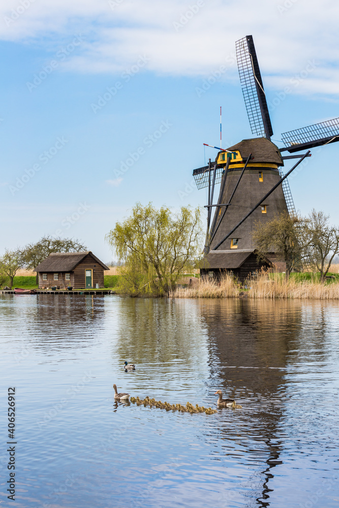 Working vintage windmill in Holland with family of greylag geese