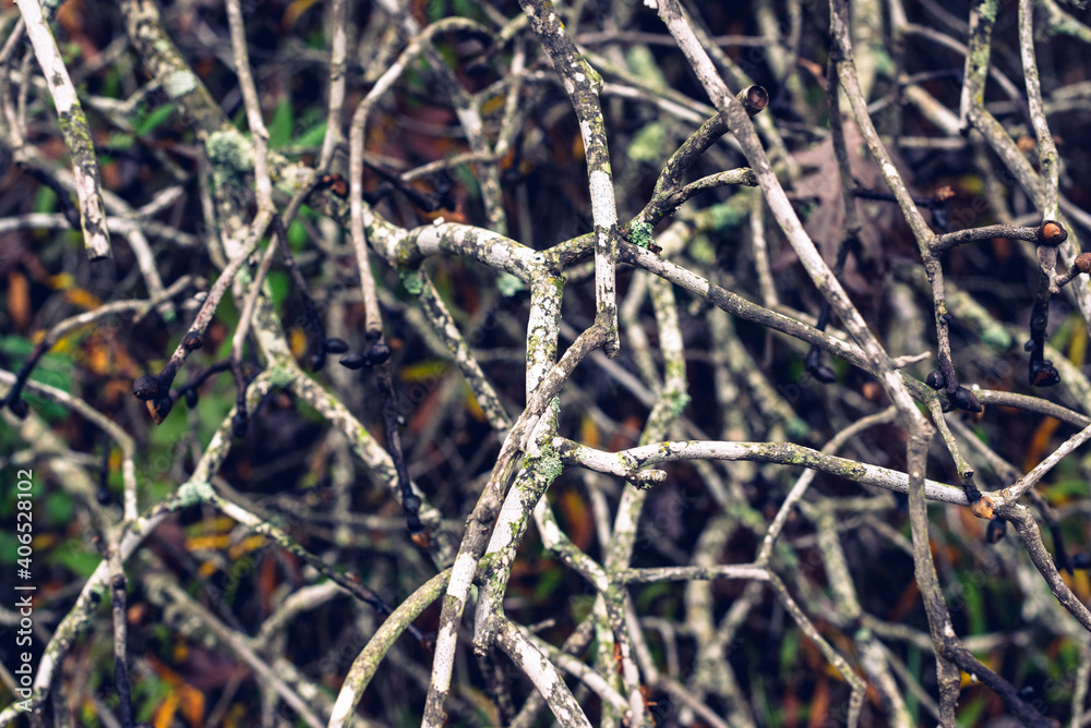 Bare tree branches in the winter Bare tree branches in the winter