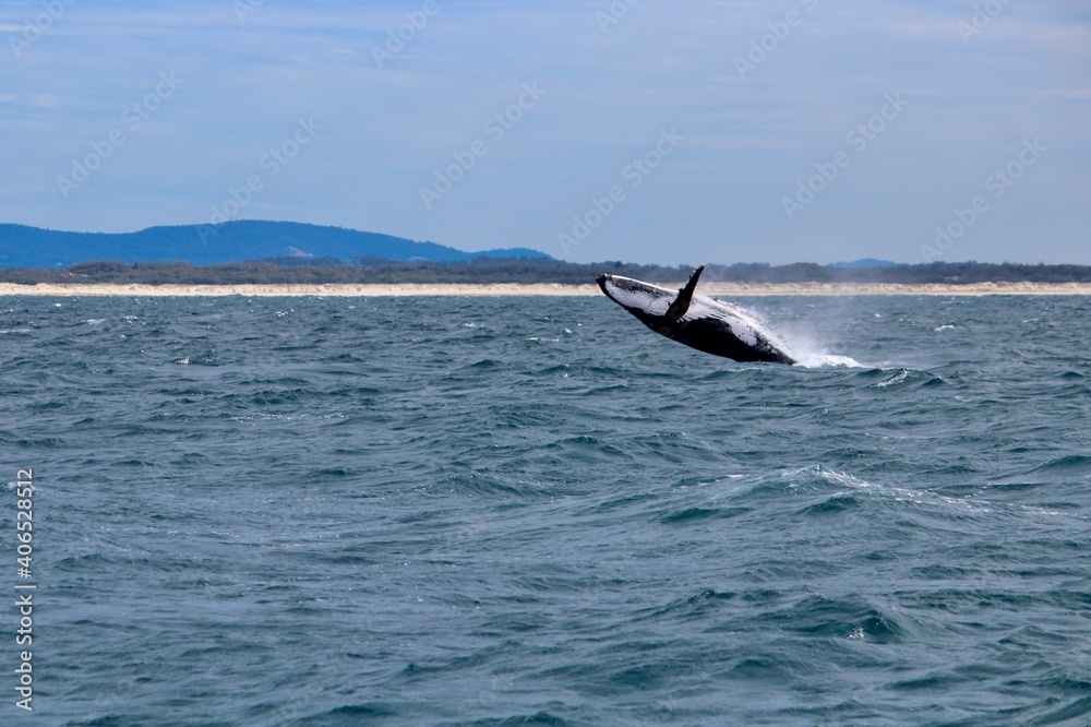 Naklejka premium Whale