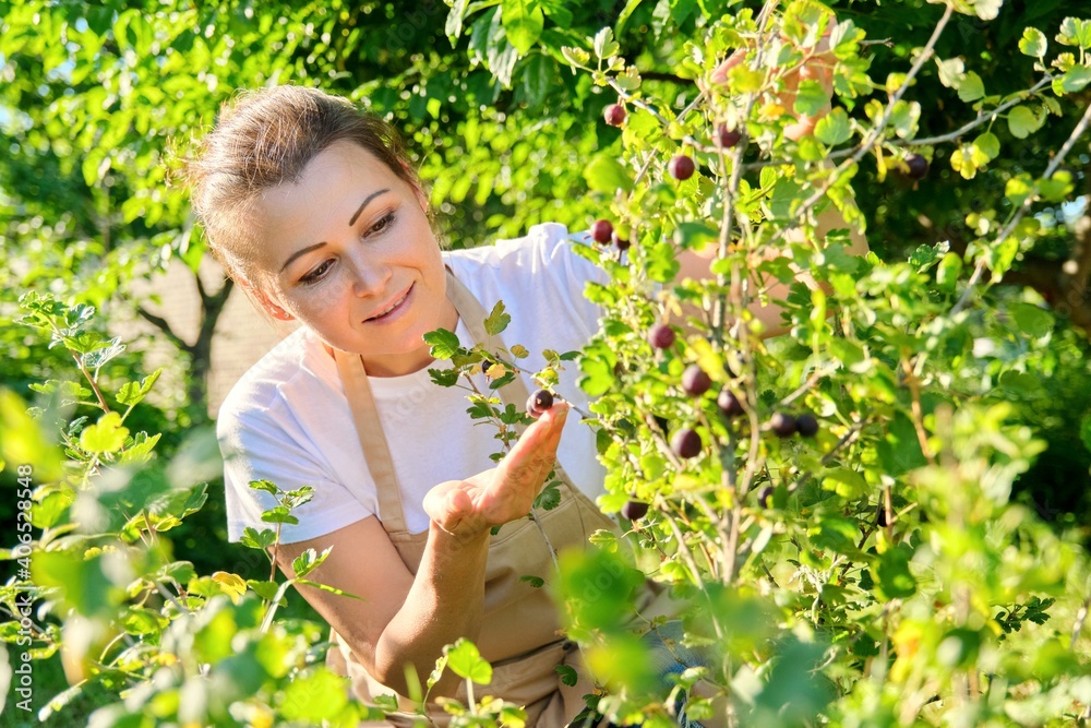 Woman in garden picking ripe sweet gooseberries from bush Woman in garden picking ripe sweet gooseberries from bush