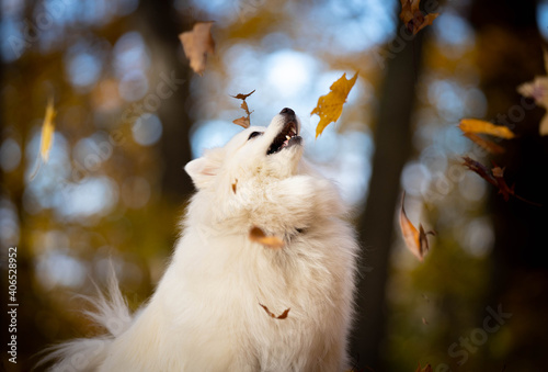 American Eskimo with leaves falling