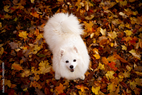white dog in the fall leaves
