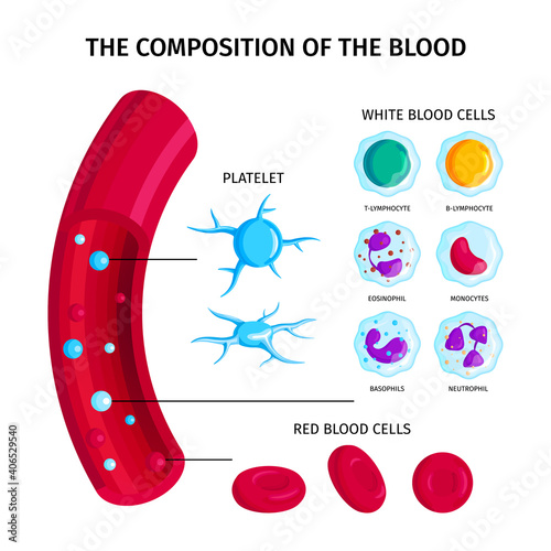 Composition Of Blood Infographics