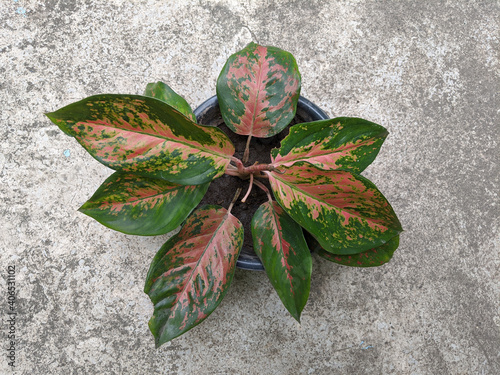 Sri rezeki or chinese evergreen, aglaonema red venus plant photo