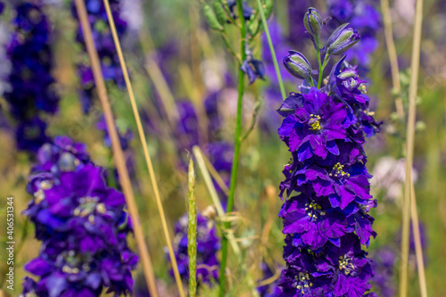 Closeup of delphiniums flowers  in field at Wick, Pershore, Worcestershire, UK photo