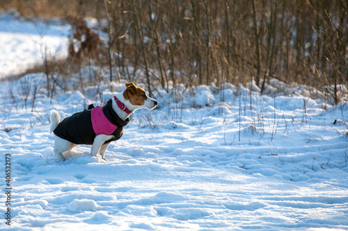 Fototapeta Naklejka Na Ścianę i Meble -  jack russell terrier in a pink vest sits hunting in a snowy forest, horizontal