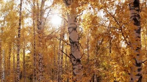 View of the sun through the bright yellow foliage of the autumn forest