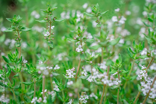 Organic herbs. Thyme plant close-up. Aromatic herbs. Seasoning, cooking ingredients photo