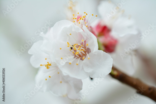 tree blossom photo