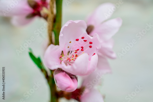 pink magnolia blossom photo