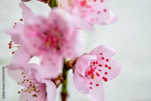 close up of pink peach  flower photo