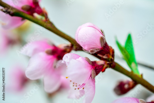 pink magnolia flowers photo