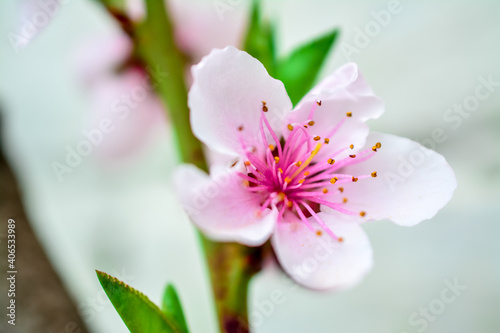 close up of pink peach  flower photo