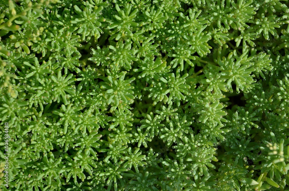 Stonecrop or sedum - groundcover succulent plant. May be used as a background, top view Stonecrop or sedum - groundcover succulent plant. May be used as a background, top view