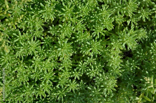 Stonecrop or sedum - groundcover succulent plant. May be used as a background, top view