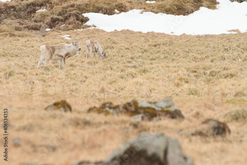 Hofn  Iceland  Apr. 14  2017. Photographs of an 11-day 4x4 trip through Iceland. Day 4. From H  fn to Rey  arfj  r  ur.