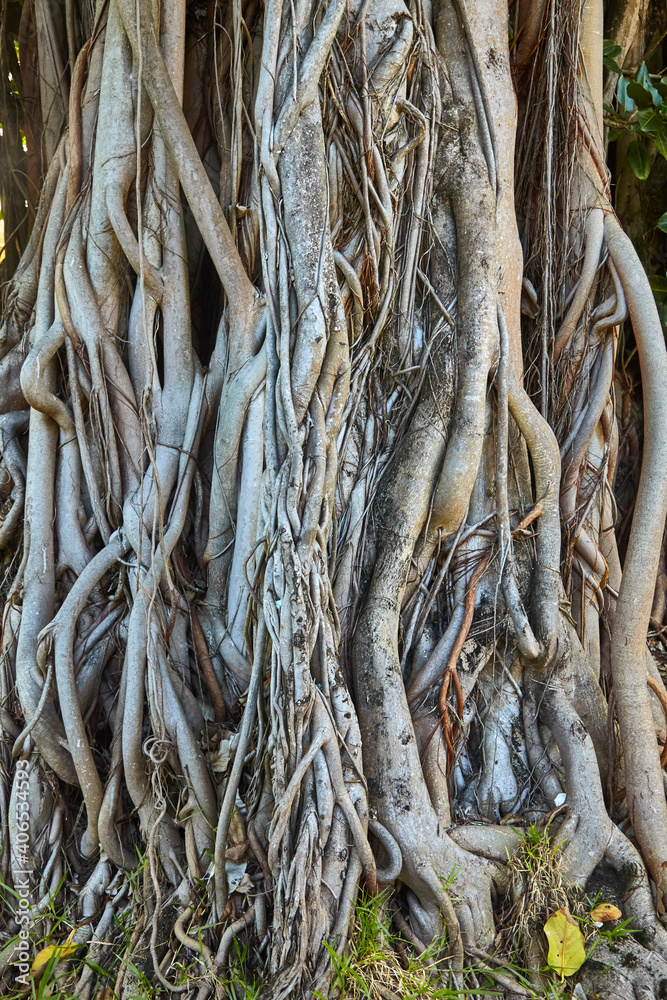 Close up of a banyon tree in the Maldives. Close up of a banyon tree in the Maldives.