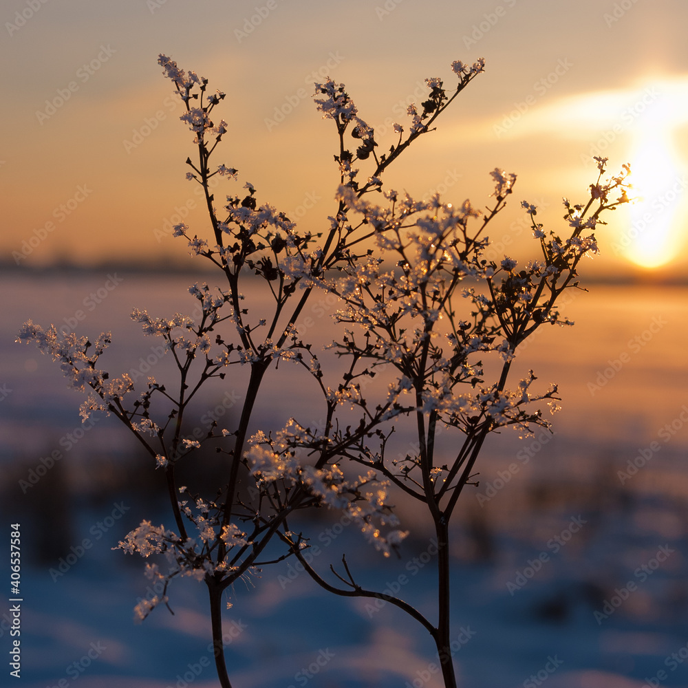 winter still life. flower covered with frost in winter on the background of the sunset winter still life. flower covered with frost in winter on the background of the sunset