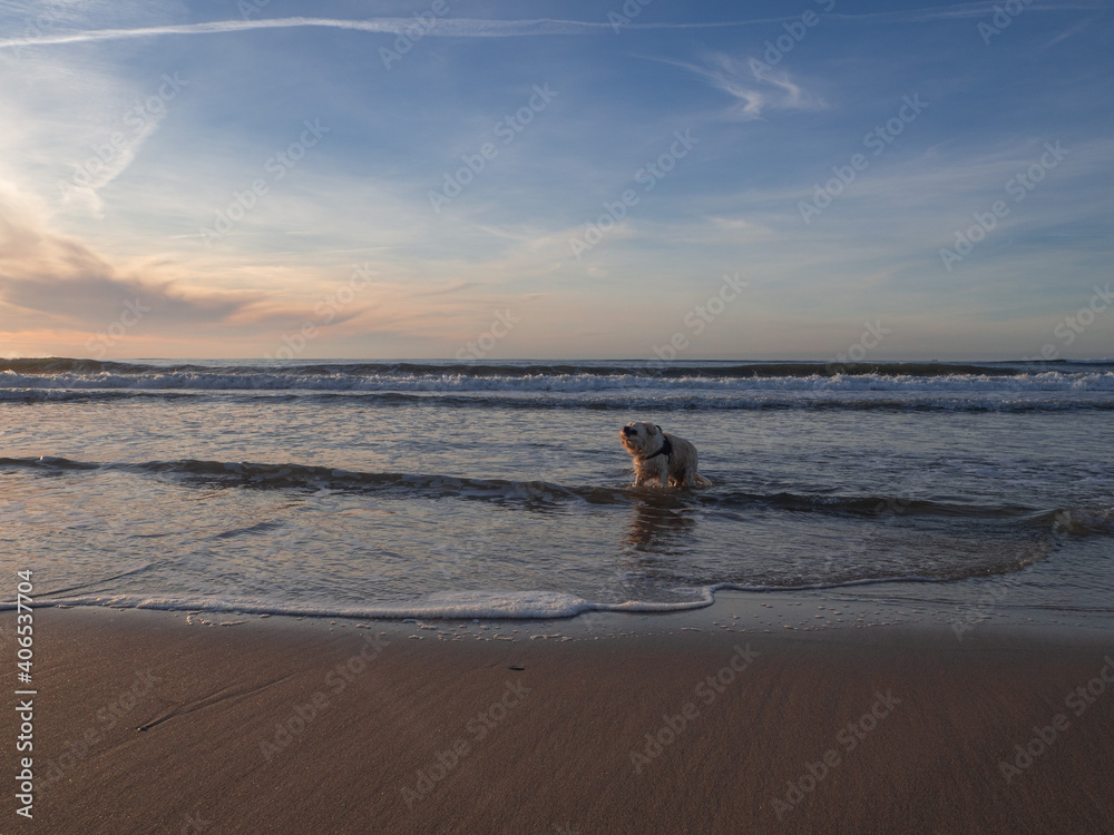 Dog golden retriever bathing in ocean sea water during sunset Dog golden retriever bathing in ocean sea water during sunset