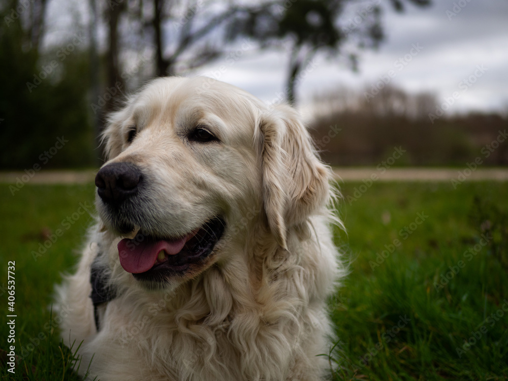 happy golden retriever puppy dog layed on grass with blured background