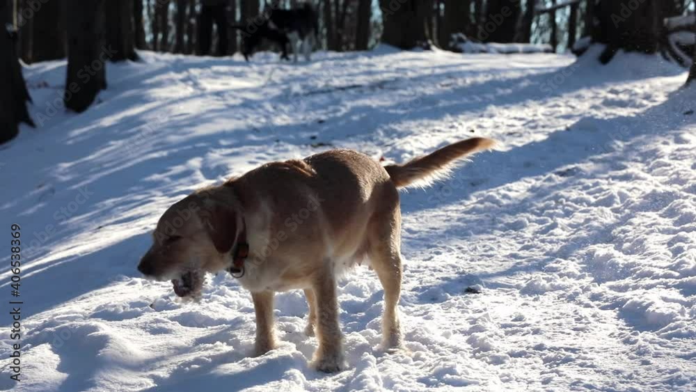 Dog in the woods in the snow catches snowballs Dog in the woods in the snow catches snowballs