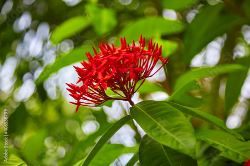 Beautiful tropical flower, close up, (ixora coccinea) photo