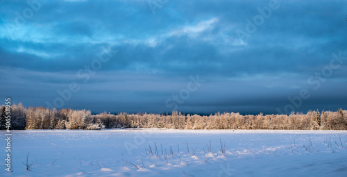 Alaska Forest in winter