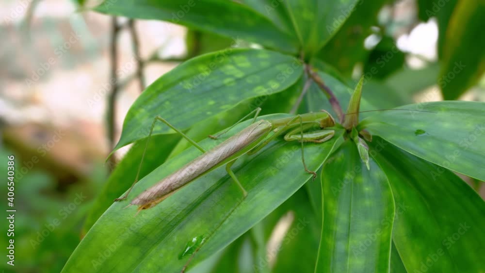 Praying mantis drink water at green leave Praying mantis drink water at green leave