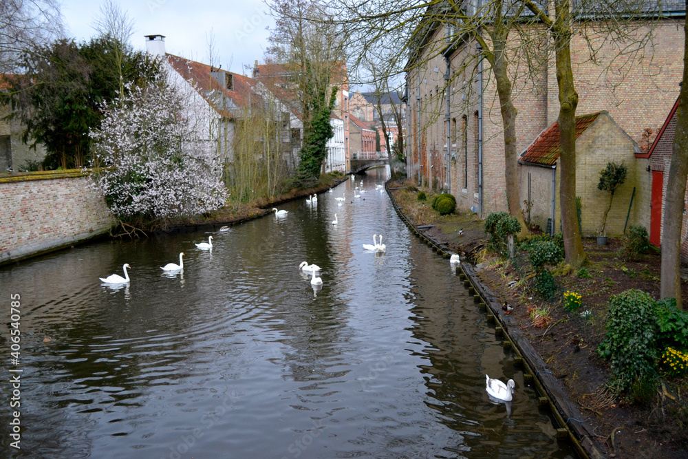 Fototapeta premium Canal with swans in the village of Brugge in Belgium
