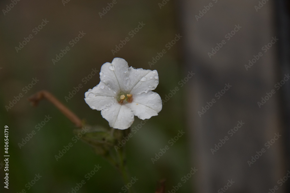 white flower in the morning dew white flower in the morning dew