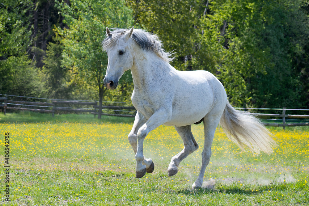 White horse in the paddock on a sunny day White horse in the paddock on a sunny day
