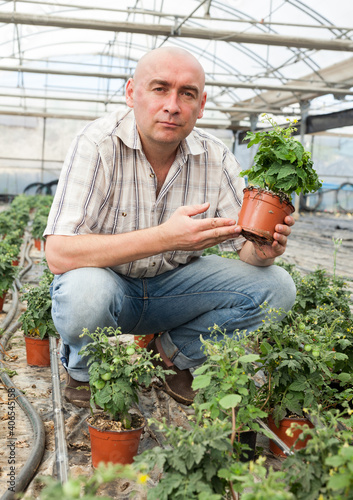 Portrait of confident male farmer engaged in cultivation of tomatoes in greenhouse