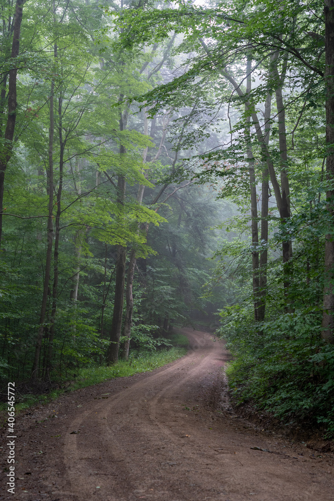 Obraz premium Dirt Road in Foggy Forest