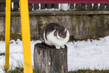 Cat sitting on a sta