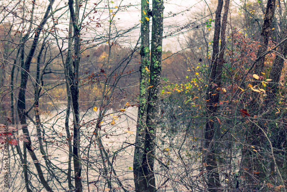 Obraz premium Beautiful lichen covered trees beside a lake in Autumn