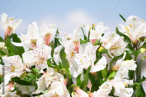 Peruvian lily 