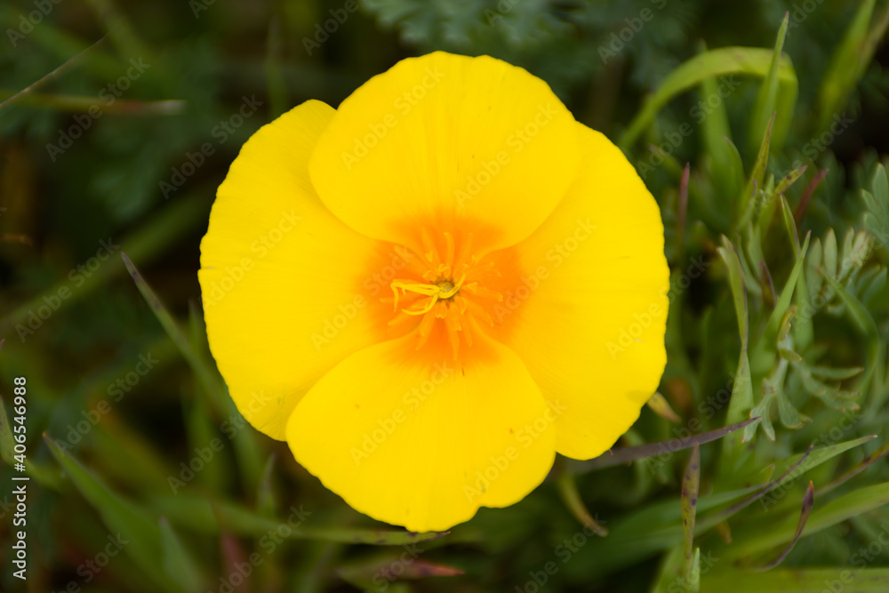 Single orange california poppy flower overhead . Single orange california poppy flower overhead .