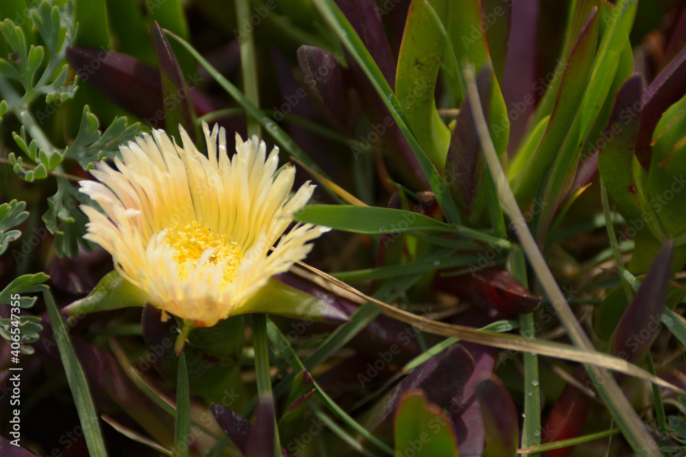 Yellow ice plant flower blooming . Yellow ice plant flower blooming .