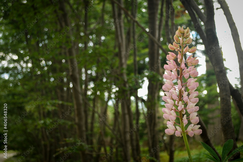 Lupine flower in Ushuaia, Tierra del Fuego, Argentina. Plants that can be found in Tierra del Fuego National Park.. Lupine flower in Ushuaia, Tierra del Fuego, Argentina. Plants that can be found in Tierra del Fuego National Park..