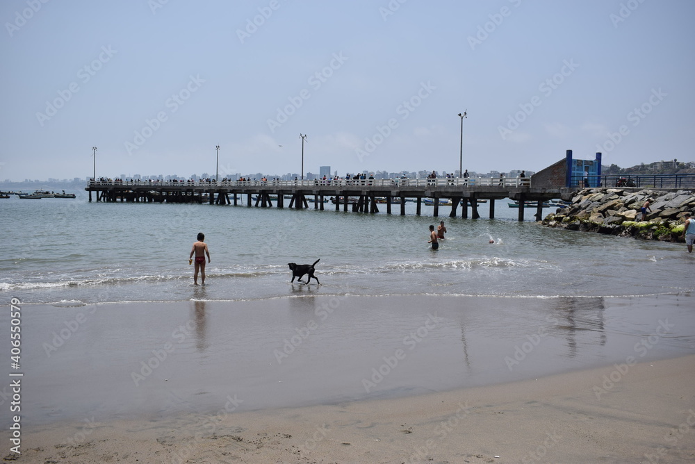 perro en dia de playa