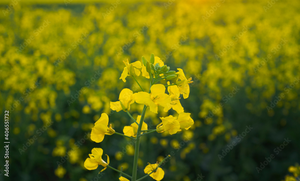 Closeup Canola flower with field in background Closeup Canola flower with field in background