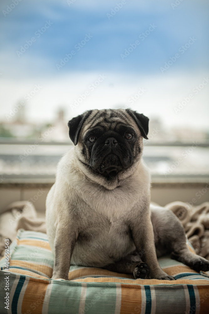 Estrella Pug