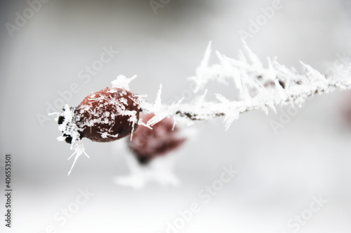 Shallow focus shot of a frozen rosehip in winter photo