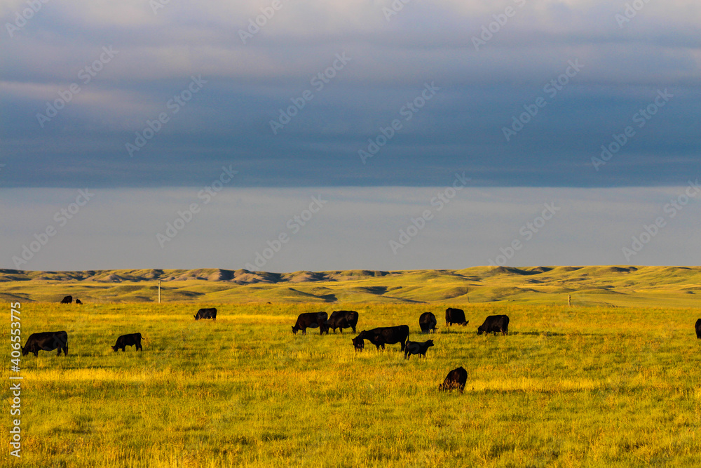 Obraz premium herd of cows