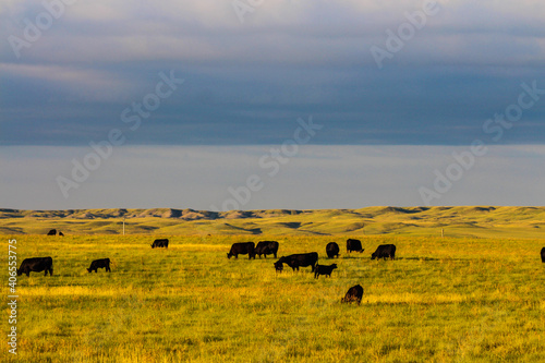 herd of cows © Laura