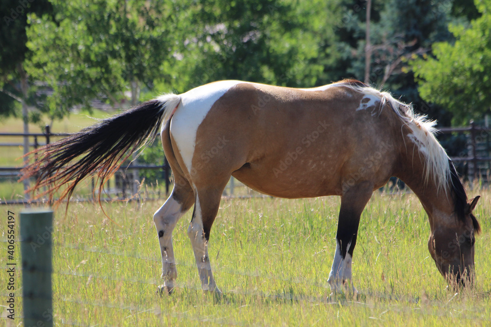 mare and foal mare and foal